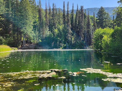 Image of trees and a lake